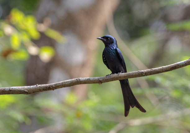 drongo