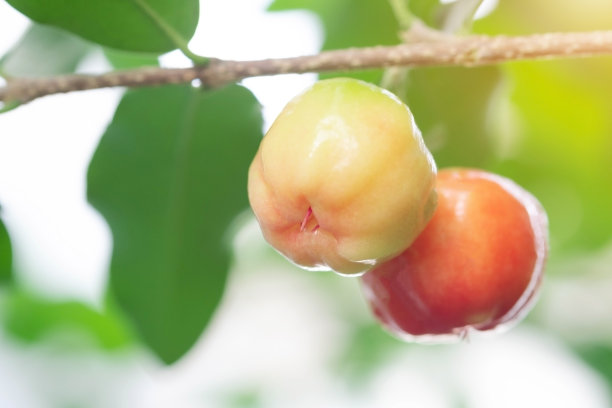 cherries