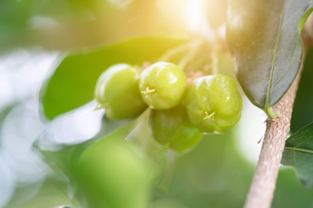 cherries