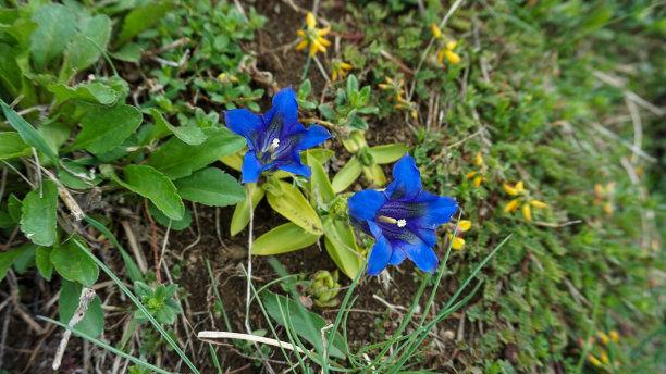 gentian