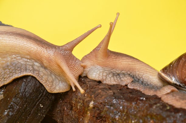 gastropod