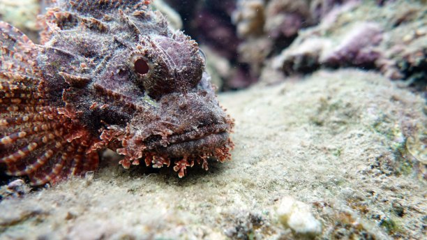 pterois