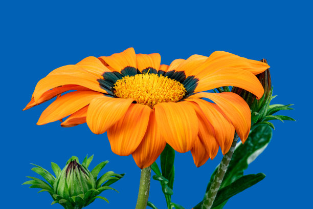 橙红色花朵条纹背景图案