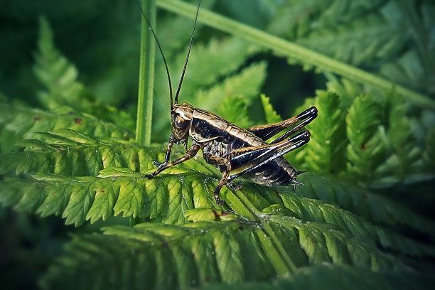 katydid