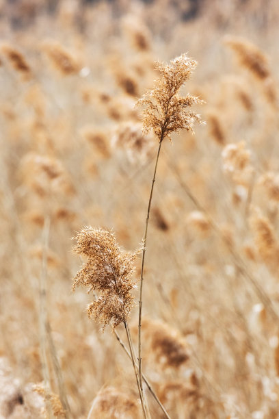 全国生态日背景