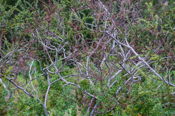 bushveld