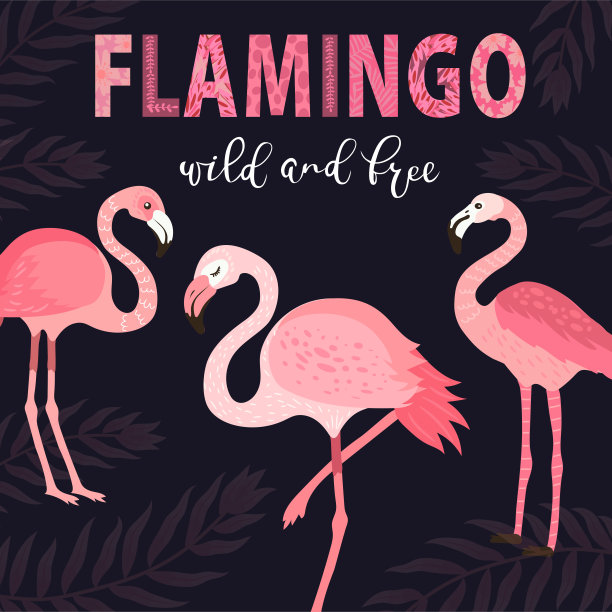 flamingo