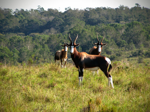 antelope
