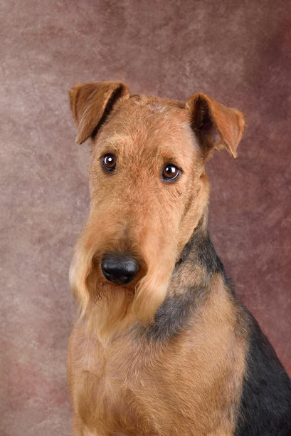 airedale