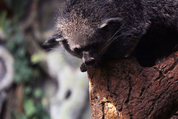 civet