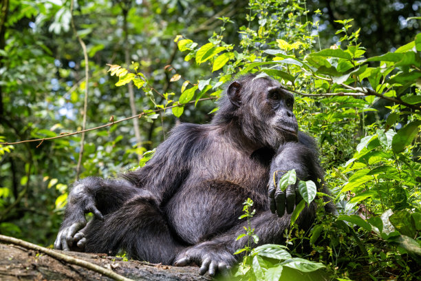 ape