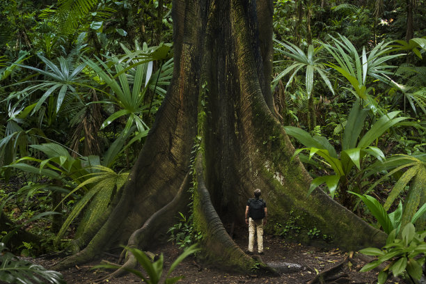 jungle