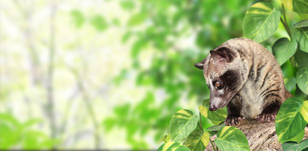 civet