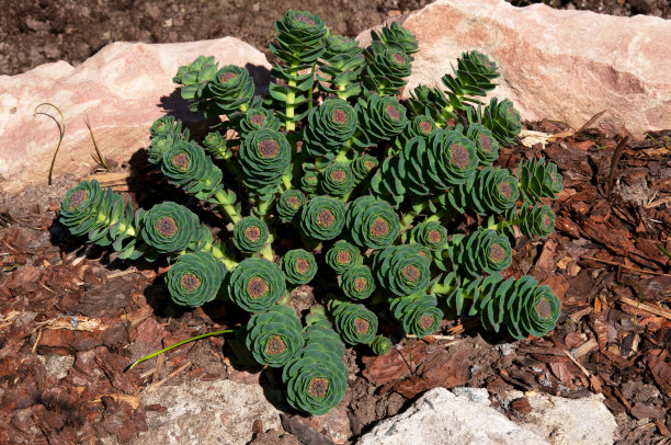 rhodiola