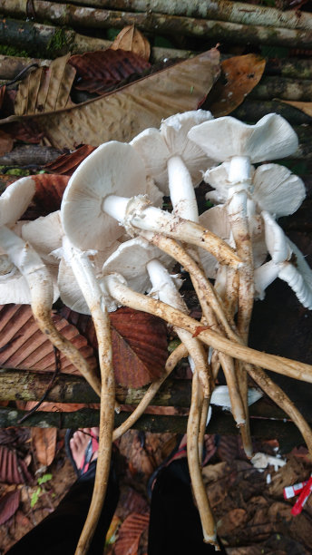 coprinus
