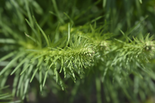 liatris