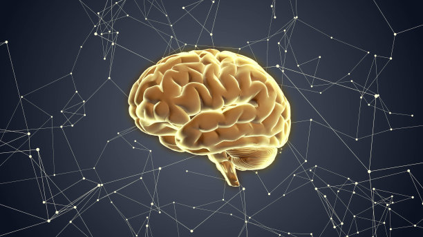 cerebrum