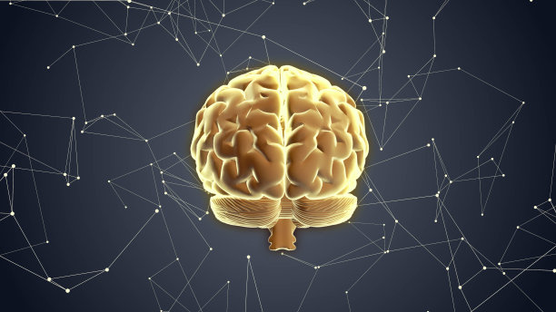 cerebrum