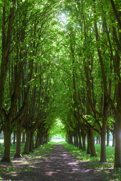 avenue