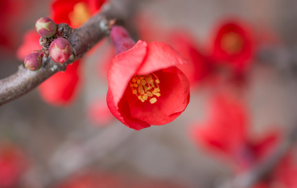 chaenomeles