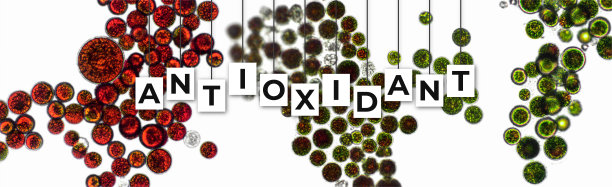 antioxidant
