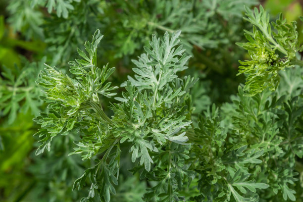 wormwood
