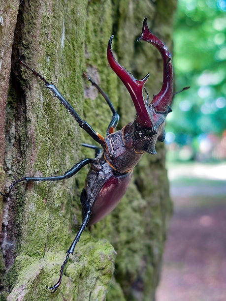 horned