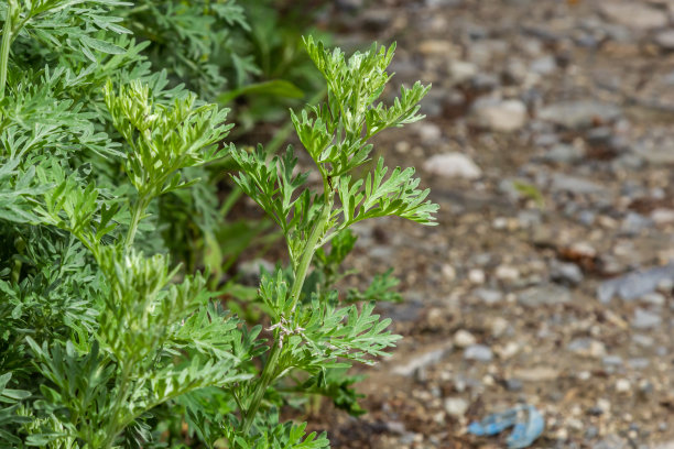 wormwood