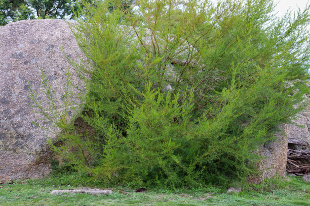 bushveld
