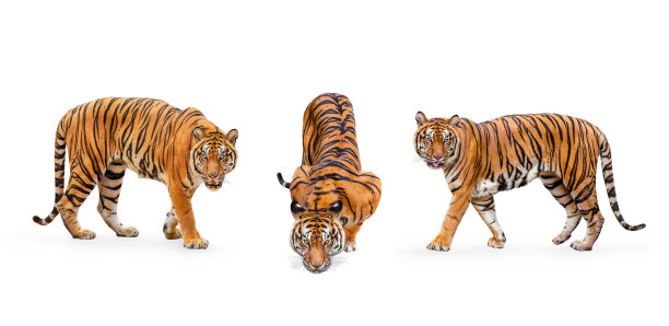 tiger