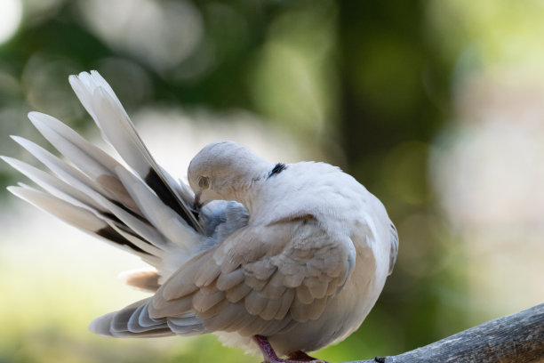 preen
