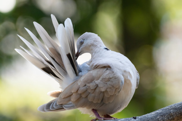 preen