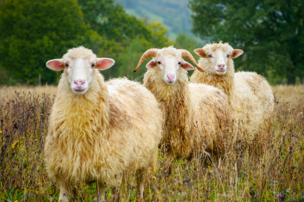 sheep