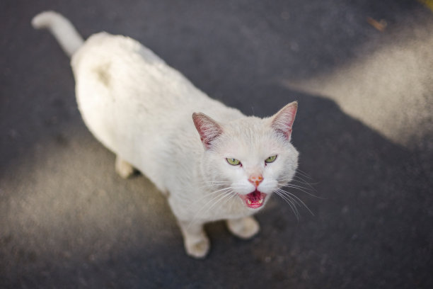 stray
