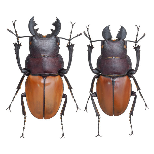 arthropod