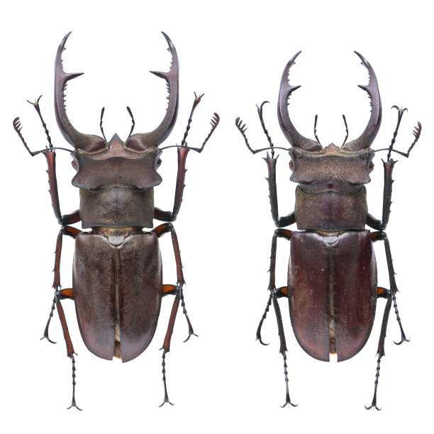arthropod