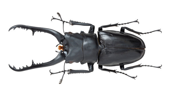 lucanus