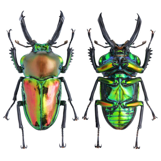 arthropod