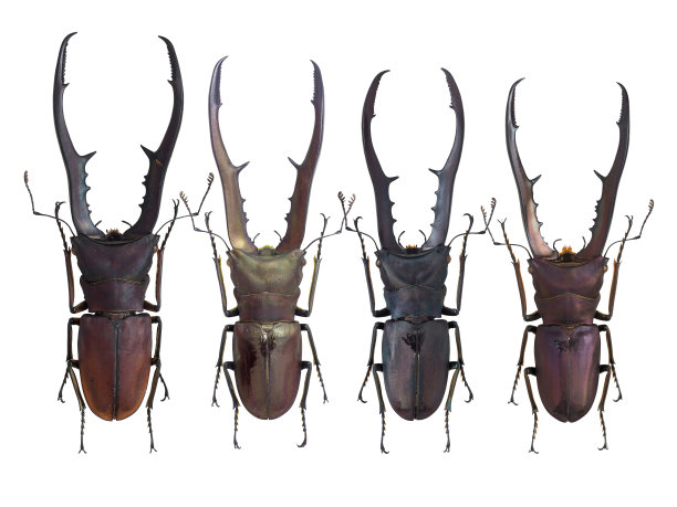 arthropod