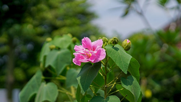 hibiscus
