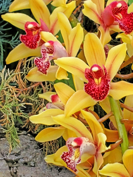 cymbidium
