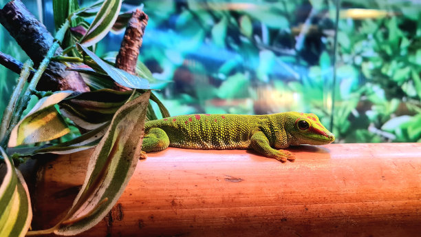 phelsuma