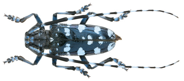 beetles