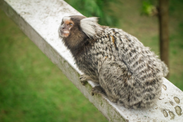 marmoset