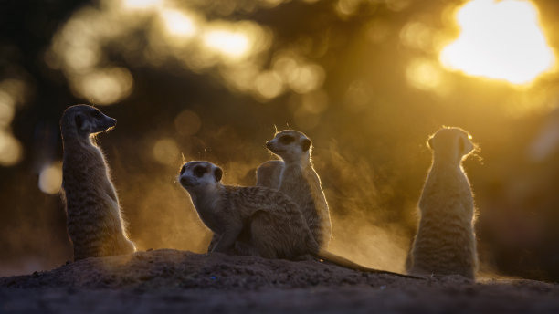 mongoose