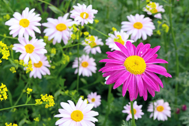 pyrethrum