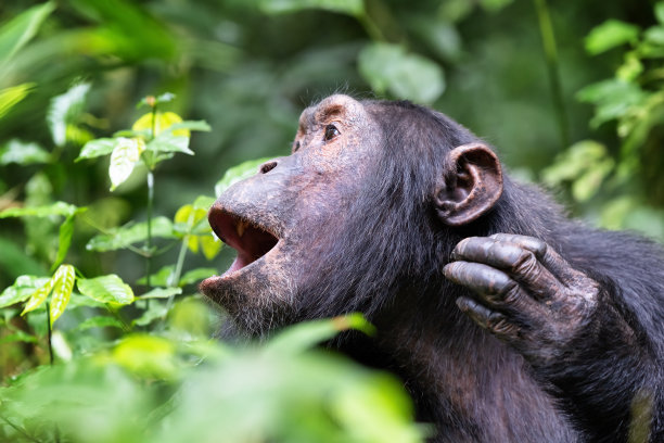 ape