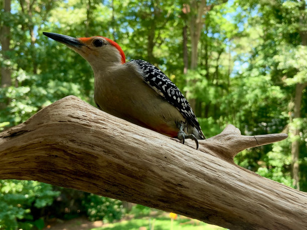 perched