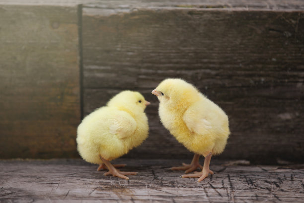 chick