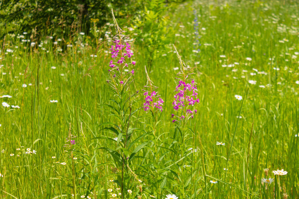 wildflowers